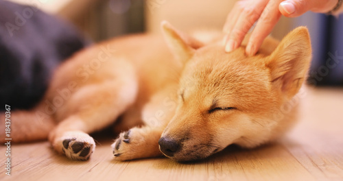 Photographie Pet owner caress on little puppy shiba inu dog