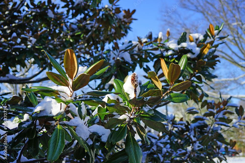 White snow on a Southern magnolia tree leaves after a snowstorm White snow on a Southern magnolia tree leaves after a snowstorm