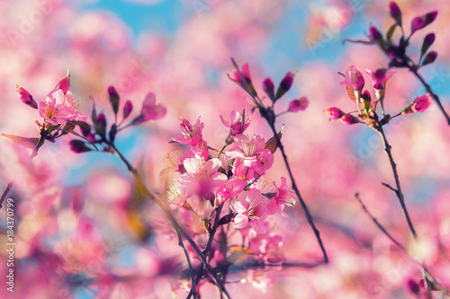 Blooming pink cherry blossoms flower in spring outdoors with soft focus and blue sky background.