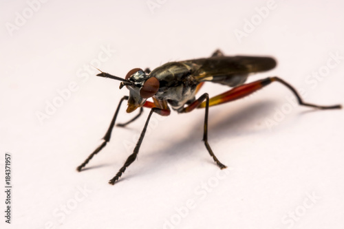 Close up robber fly isolated on white background