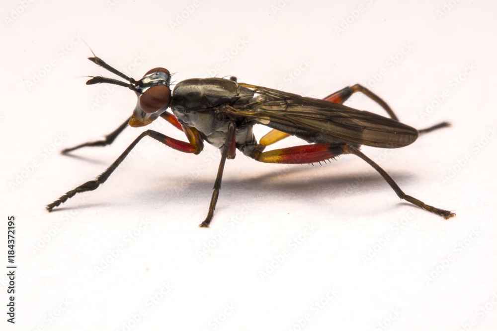 custom made wallpaper toronto digitalClose up robber fly isolated on white background