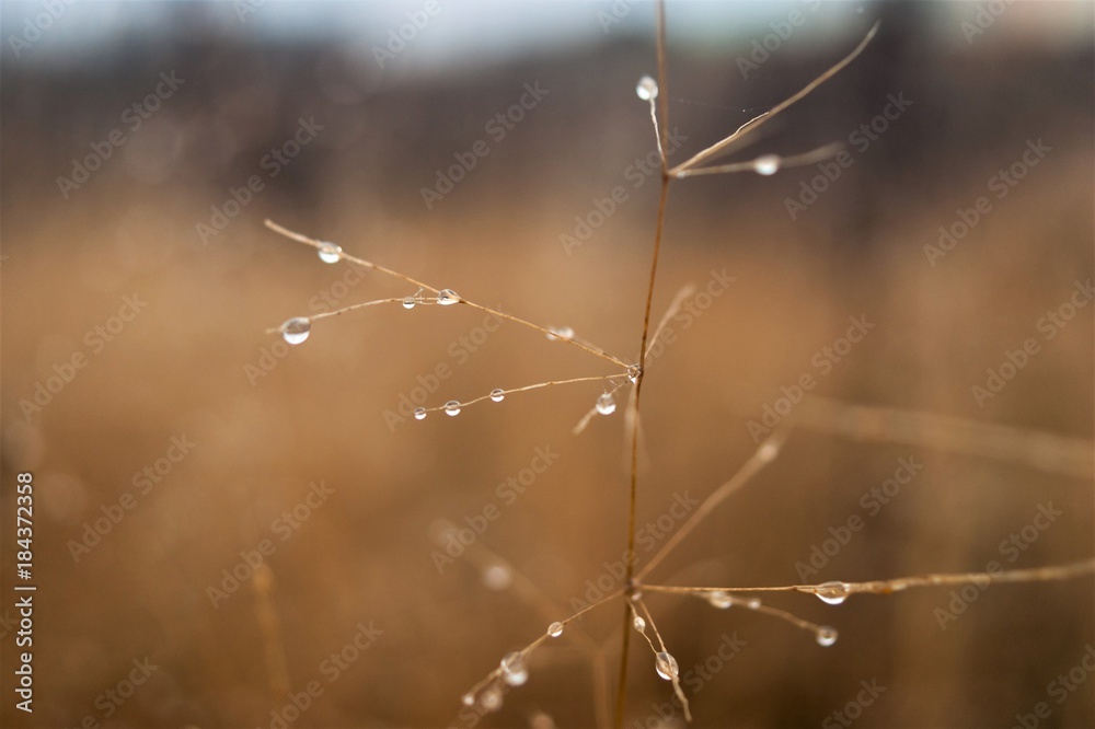 Change of seasons concept: mist droplets on the faded yellow grass, reeds in the late autumn morning Change of seasons concept: mist droplets on the faded yellow grass, reeds in the late autumn morning