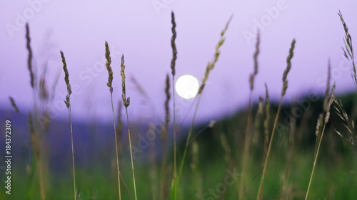 Blurred full moon rising over Altai Mountains, Kazakhstan, seen through tall green grass on summer night