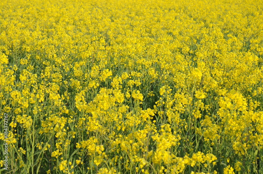 菜の花