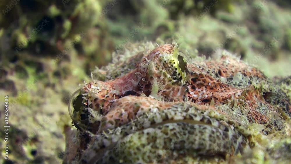Stonefish Bearded scorpionfish scorpaenopsis barbata very poisonous underwater. Close-up. Amazing relax video about tropical very poisonous marine animals in world of wildlife of Red Sea.