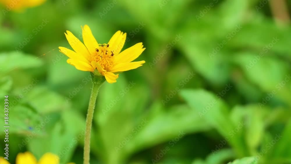 The background image of the colorful flowers, background nature, 4K The background image of the colorful flowers, background nature, 4K