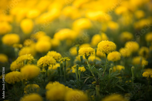 Obraz na płótnie Lots of beautiful marigold flowers in the garden,Thailand