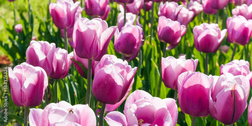 Fototapeta premium Tulip flowers red and yellow field and blue sky landscape Holland.
