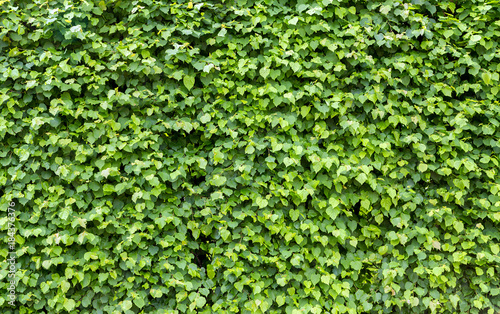 green fence made of leaves. Nature background
