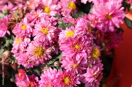 Chrysanthemum flower in natural