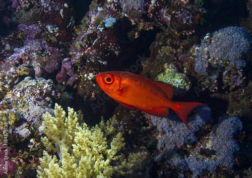 Crescent-tail bigeyes over a reef in Red Sea
