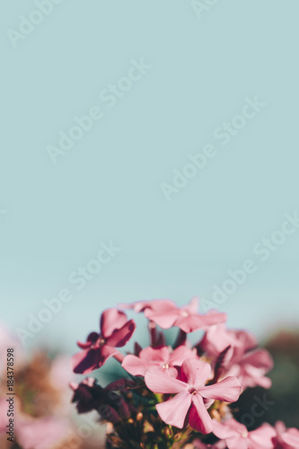 Flower In Garden