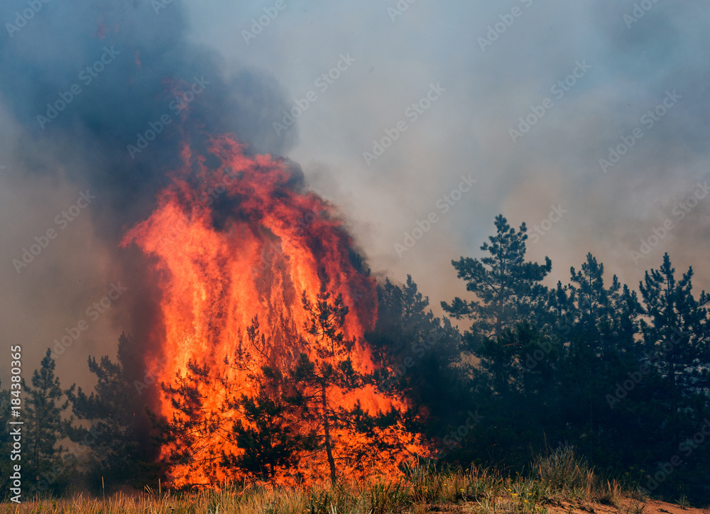 Forest fires and wind dry completely destroy the forest and steppe during a severe drought in southern