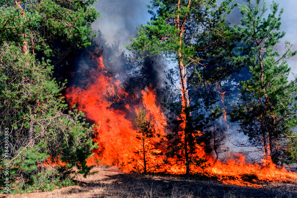 fire. wildfire, burning pine forest in the smoke and flames. fire. wildfire, burning pine forest in the smoke and flames.