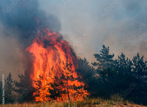 Forest fires and wind dry completely destroy the forest and steppe during a severe drought in southern