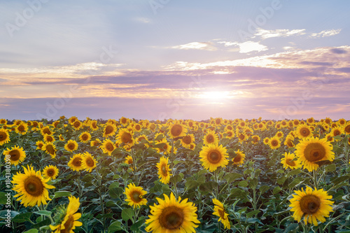 Beautiful landscape with sunflower field over cloudy blue sky and bright sun lights