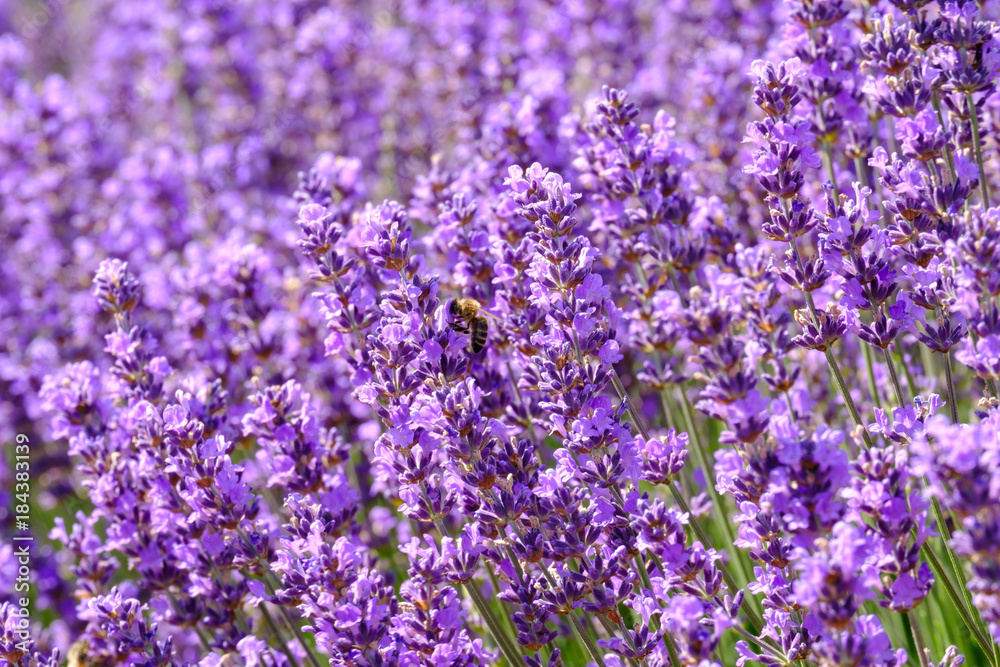 Naklejka premium Fleurs de lavande sur le champ. Une abeille sur les fleurs.