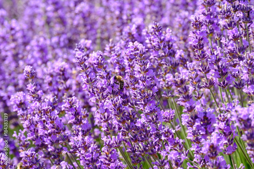 Fleurs de lavande sur le champ. Une abeille sur les fleurs.