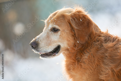 6 years old Golden Retriever potrait