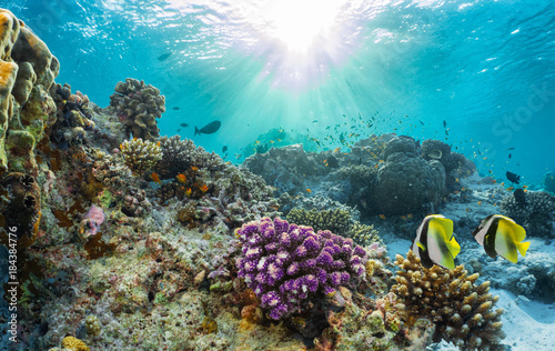 Buntes Korallenriff mit tropischen Fischen auf den Malediven