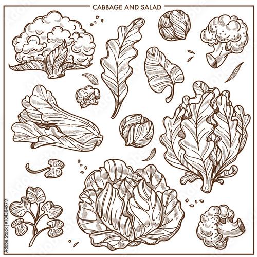 Salad lettuce and cabbages vegetables vector sketch icons