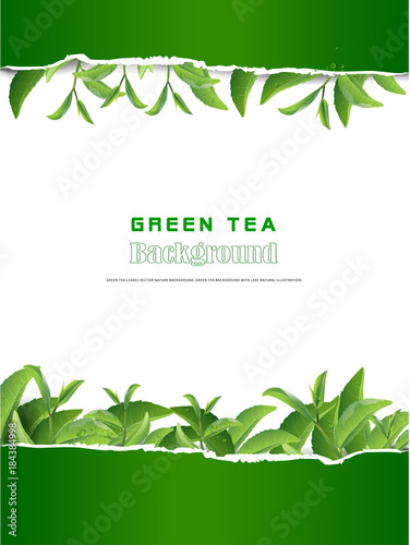 Green tea leaves vector nature background.