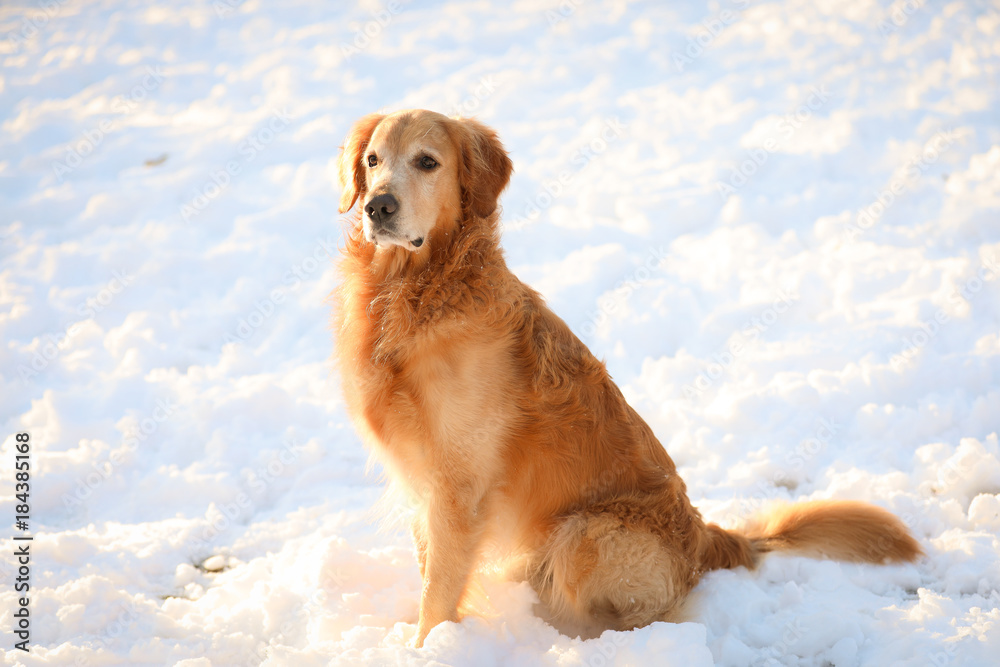 Golden retriever sitting nicely in snow