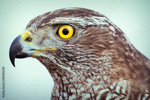 Samolepka goshawk close up