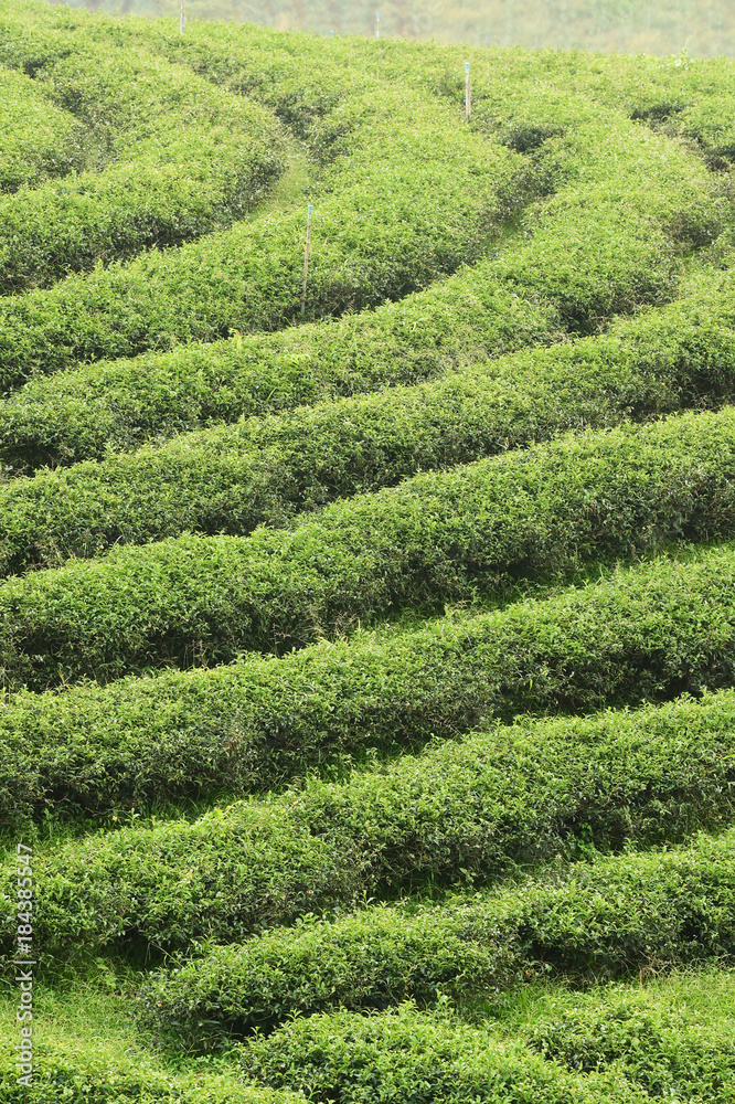 Tea plantation landscape in the north of Thailand