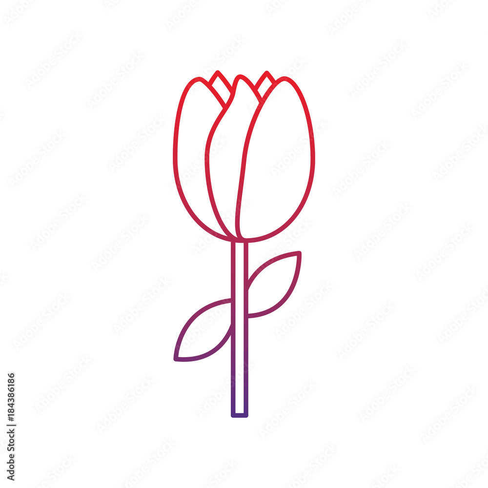 tulip flower stem leaves natural floral vector illustration tulip flower stem leaves natural floral vector illustration