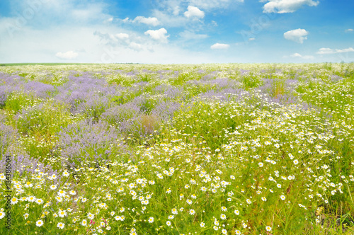 Field with daisies and blue sky.