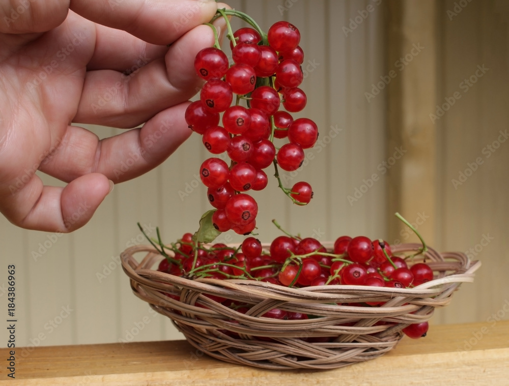 red currant in a basket red currant in a basket