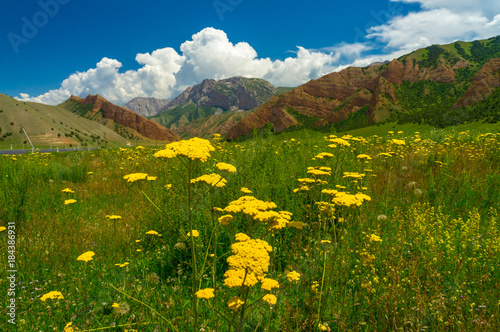 Bright yellow tansy, green alpine meadows and a charming mountain view with blue sky and clouds