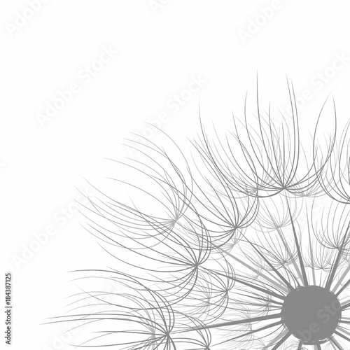 Background with dandelion. 