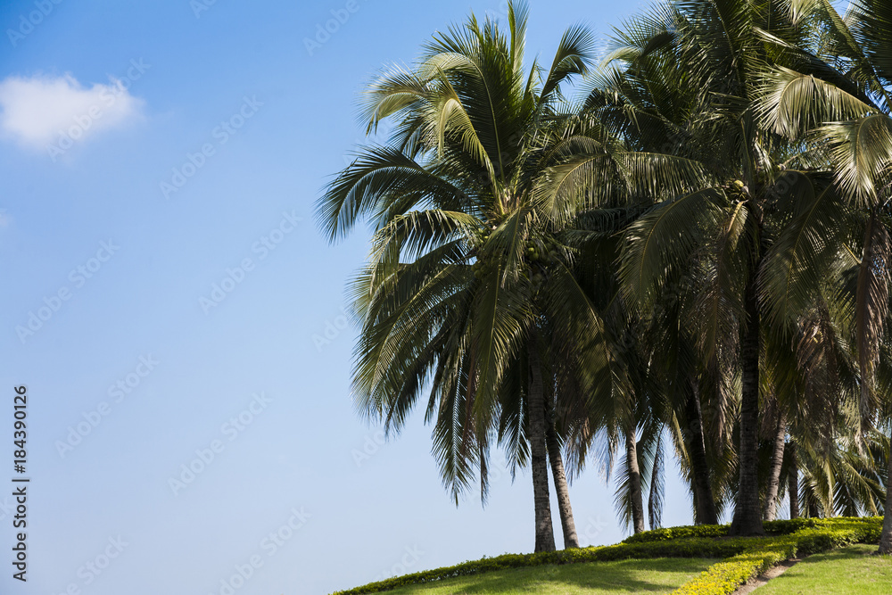 Background photo : coconut trees cloudy and sky