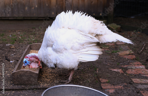 white turkey peck from feeder