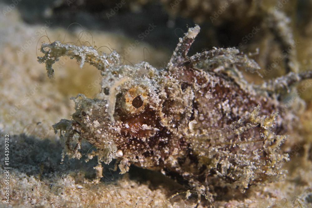 Ambon Scorpionfish, Ambon Scorpionfish (Pteroidichthys amboinensis)