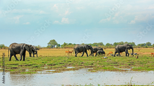 African Vista with elephants  Puku Anteopes  Baboons and crested cranes against a natural lush green plains background    South Luangwa National Park  Zambia  Southern Africa