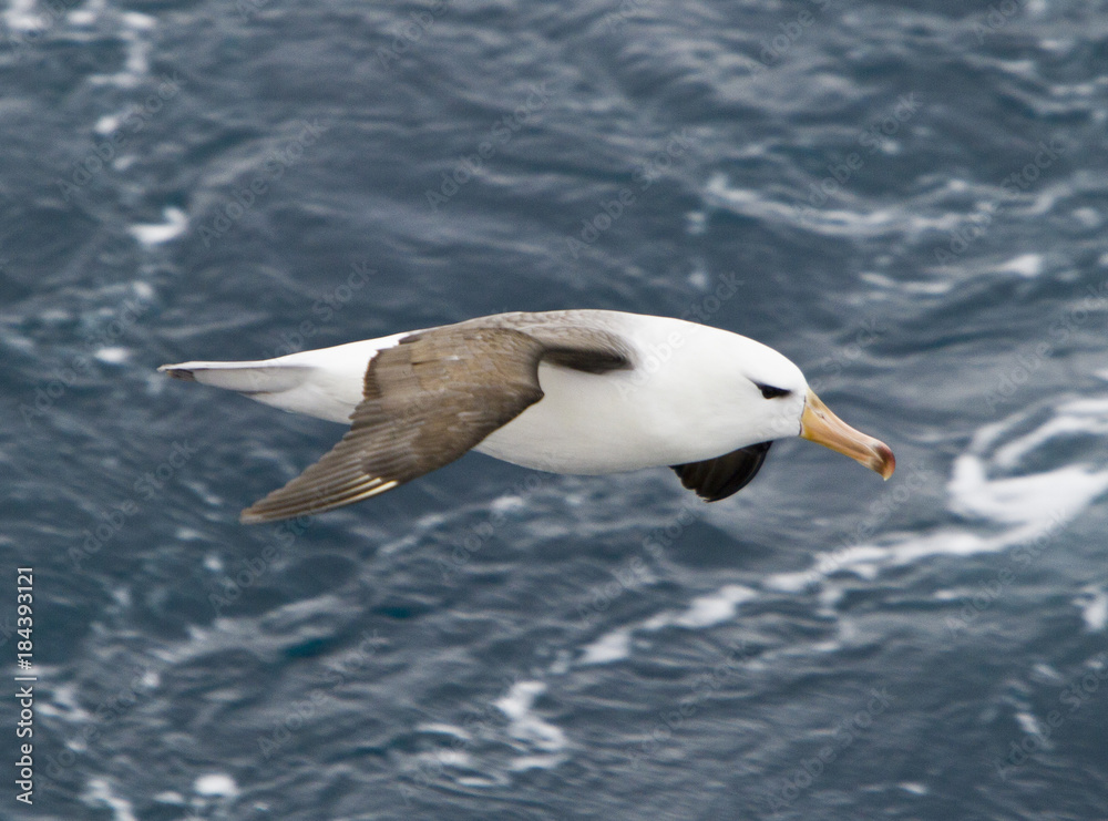 Albatross in flight over the South Atlantic Albatross in flight over the South Atlantic