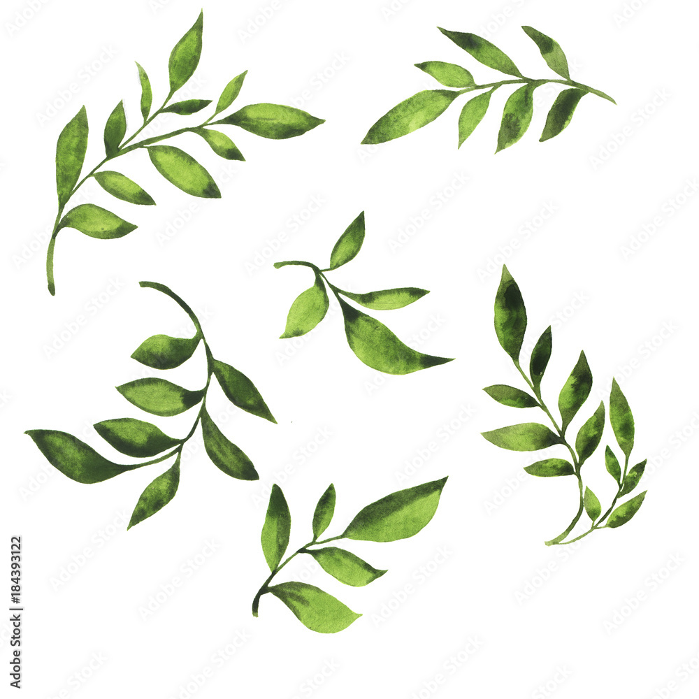 Set of green fresh branches with leaves painted by watercolor. Hand drawn illustration.
