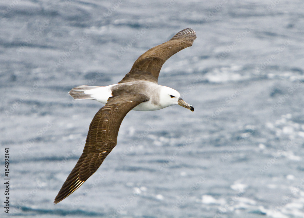 Albatross in flight over the South Atlantic Albatross in flight over the South Atlantic
