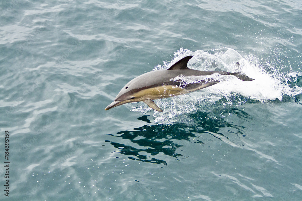 Fototapeta premium Dolphins in the South Atlantic