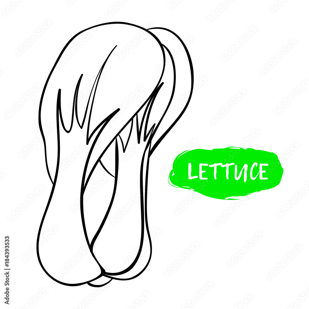 Obraz premium Vector illustration of lettuce. Sketch, outline. Coloring on the topic of vegetables. Fresh food