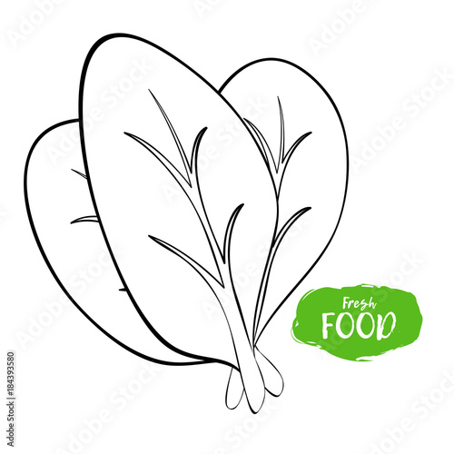 Vector illustration of spinach. Sketch, outline. Coloring on the topic of vegetables. Fresh food. Fresh food