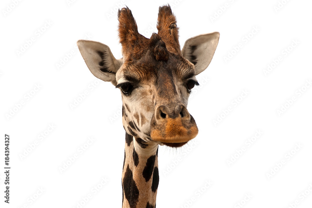 Fototapeta premium Giraffe portrait isolated on white