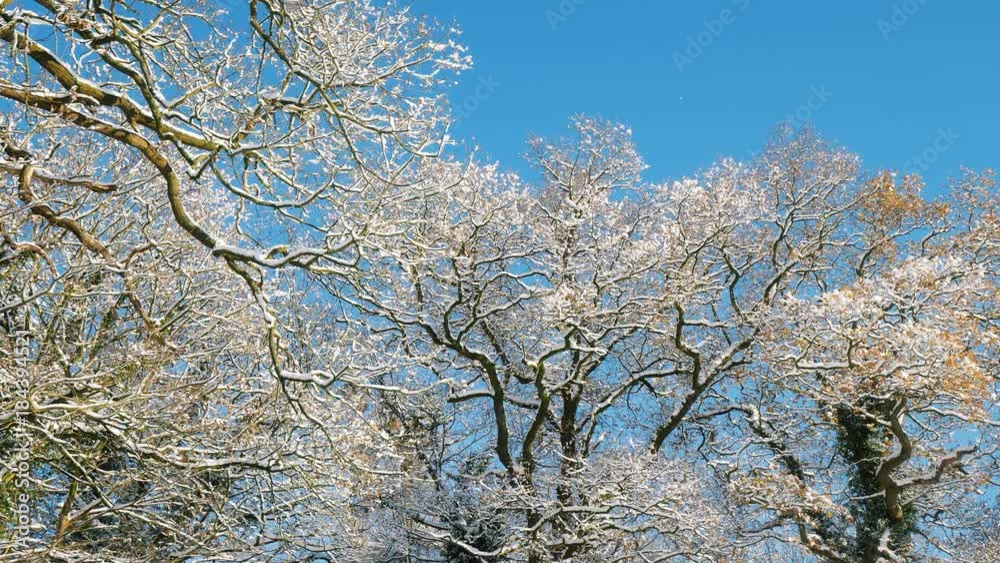 winter trees scene snowy frosty landscape - Staffordshire, England: December 2017 winter trees scene snowy frosty landscape - Staffordshire, England: December 2017