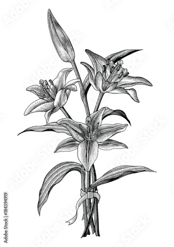 Lily flowers hand drawing vintage illustration