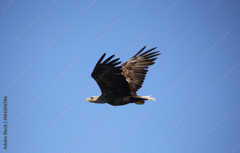 Norwegen, Norway, Seeadler, Sea Eagle, Lofoten Norwegen, Norway, Seeadler, Sea Eagle, Lofoten