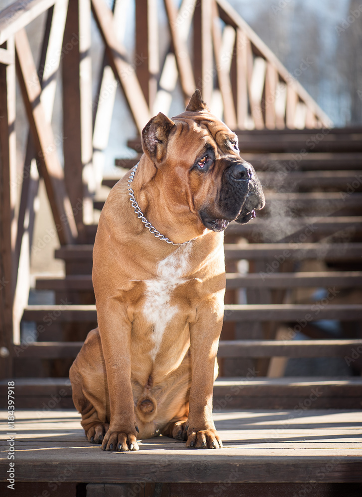  Italian cane-corso dog sits on the wooden bridge