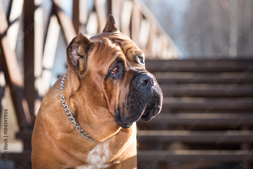 Portrait of Italian cane-corso dog on the wooden bridge